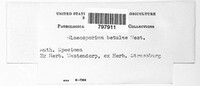 Phacidium betulinum image